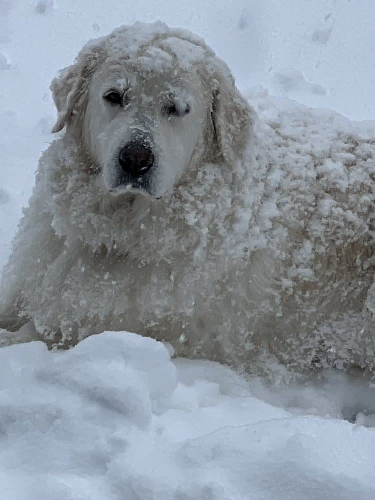 Rosie, a large white guardian dog, covered in snow and looking straight at the camera